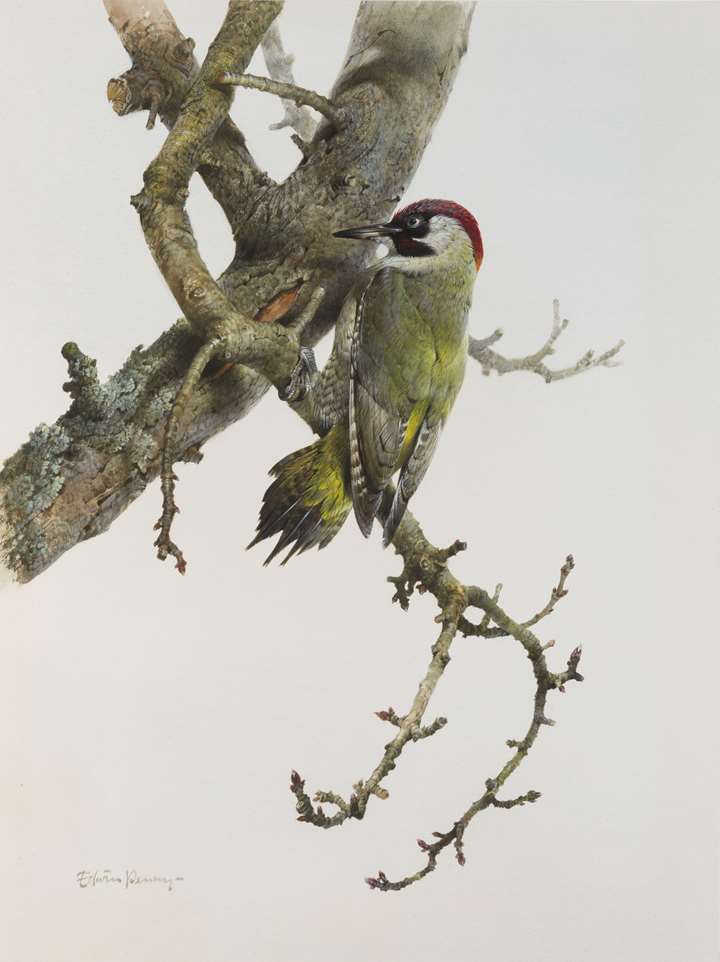 A European Green Woodpecker on a Branch